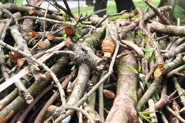 A detailed close-up photo of stacked tree branches and cut logs, showing natural wooden textures, rough bark, and fresh cuts from recently trimmed trees.