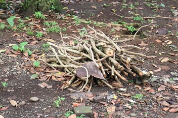 A pile of freshly cut firewood branches stacked on the forest floor. Natural wooden logs with rough bark, surrounded by dry leaves, small plants, and soil texture.
