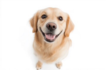 Golden Retriever dog with a smile, friendly and fluffy pet animal in a happy and adorable canine pose