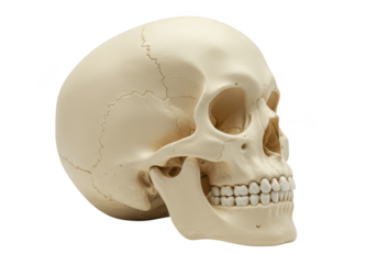 A realistic human skull viewed from the side, isolated on a plain transparent background