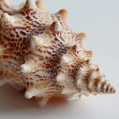 Obraz premium Spiral sea shell with intricate patterns resting on a plain surface, highlighting natural beauty and detail