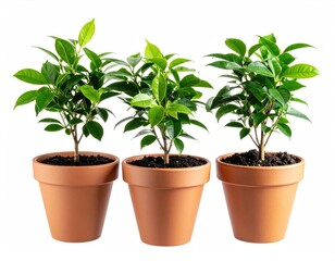 Three small potted plants against white