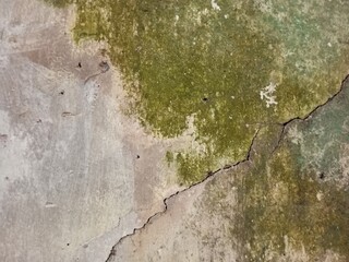 Obraz premium Old Concrete Wall with Green Moss and Deep Crack