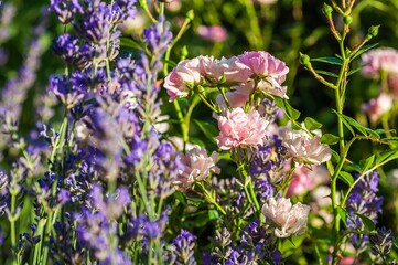 Beautiful lavender and pink roses bloom in a sunlit summer garden, creating a colorful floral scene.