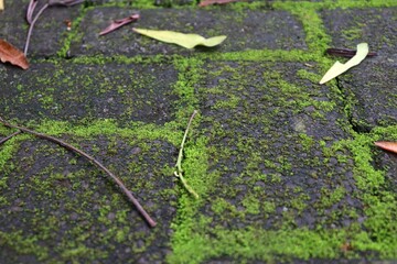 Moss on paved path. Green plants growing between the seams of a brick pavement and some leaves that...