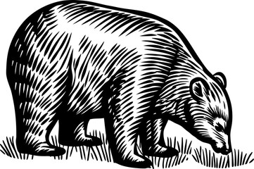Engraved bear illustration for wildlife, nature and animal concepts vintage black and white hand drawn graphic
