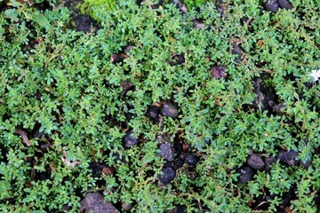 Pilea microphylla (L.) Liebm growing at the base of the rocky concrete. Green plants or moss texture.