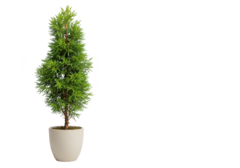A small green evergreen cypress tree in a pot, isolated on transparent background