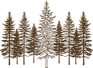 Obraz premium Tall pine and fir forest silhouette evergreen coniferous trees group in vintage style, nature woodland illustration