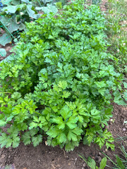 Vegetable garden. Garden plot, vegetables 