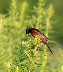 Orchard Oriole