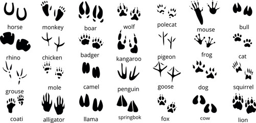 Large Vector Set of Animal Footprint Silhouettes Including Lion, Elephant, Monkey, Dog, Horse, and More for Wildlife and Nature Tracking