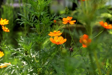 Kenikir flower (Cosmos) is included in the Asteraceae family. Beautiful single yellow or orange flower that are blooming with a green background.