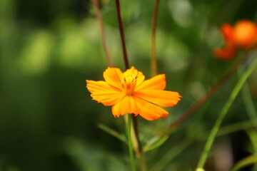 Kenikir flowers (Cosmos) are included in the Asteraceae family. Beautiful yellow or orange flowers that are blooming with a green background.
