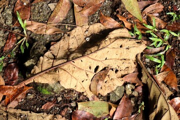 Dry teak leaves that have fallen and are resting on a pile of dry leaf litter. Leaves in shades of brown and yellow that are decaying. Trees shedding in autumn and the natural atmosphere.