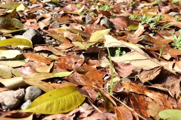 Photo of fallen leaves or leaf litter on rocky ground. Brown and green colors dominate, natural texture is evident. Suitable for background or nature illustration.