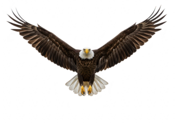 A majestic bald eagle with its wings spread wide, captured in flight against a transparent background