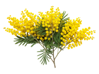 Delicate branch of bright yellow mimosa flowers with green feathery leaves isolated on transparent background