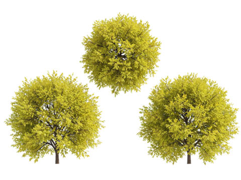 Three lush green flowering trees with full foliage arranged in a triangular formation isolated on transparent background