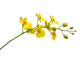Naklejka premium A delicate stem of bright yellow orchid flowers and buds isolated on transparent background