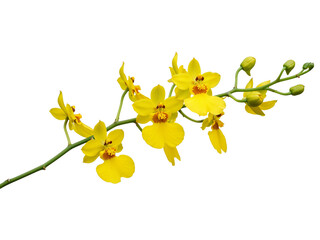 Fototapeta na wymiar Delicate yellow oncidium orchids with buds on a stem isolated on transparent background
