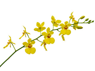 Delicate yellow oncidium orchids with green stem and buds isolated on transparent background © Creative Design