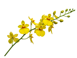 Delicate yellow dancing lady orchids bloom on a stem with buds isolated on transparent background
