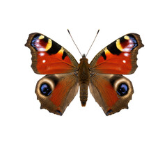A vibrant peacock butterfly with fuzzy brown body, slender antennae, and iridescent red, black, yellow, blue eyespots on spread wings, against a pristine transparent plain background, in a