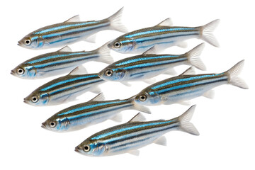 A group of nine transparent fish with blue stripes swimming together. The fish have elongated bodies and are depicted against a transparent background.