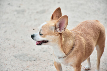 cute brown chihuahua dog smile with happiness