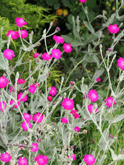 Vertical crop picture of Rose Campion showing the right pink flowers and grey stalks and foliage