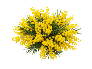 Bright yellow mimosa flowers and green foliage arranged in a circular pattern isolated on transparent background