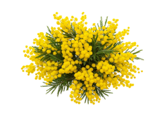 Bright yellow mimosa flowers and green foliage arranged in a circular pattern isolated on transparent background
