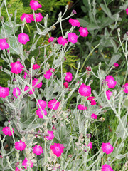 Vertical crop picture of Rose Campion showing the right pink flowers and grey stalks and foliage
