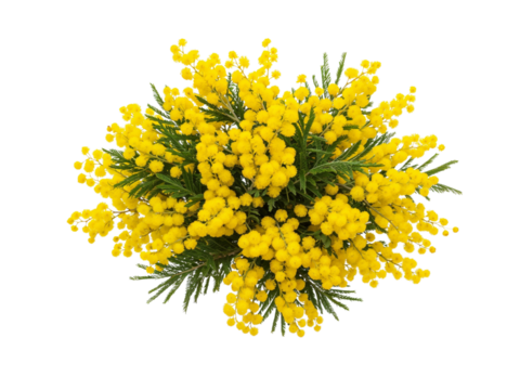Bright yellow mimosa flowers and green foliage arranged in a circular pattern isolated on transparent background