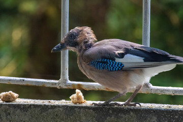 Close-up of eurasian jay perching