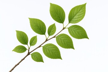 Fototapeta premium Bright Green Fresh Leafy Branch with Multiple Ovate Leaves on Thin Stem.