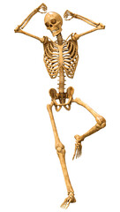3D Rendering Human Skeleton on White