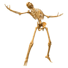 3D Rendering Human Skeleton on White