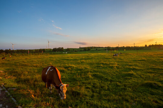 China Bashang Grassland pasture cattle and ecological landscape


