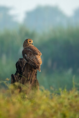 Brown Wood Owl (Strix leptogrammica) perched on tree stump in Indonesia.