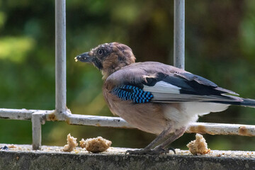 Close-up of eurasian jay perching
