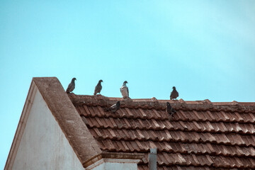 birds on roof
