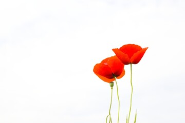 A field of red poppies stretches as far as the eye can see, each flower adding to the vibrant, natural tapestry.