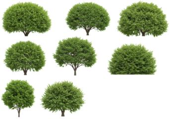 Diverse green trees and bushes, various species and shapes, top-down view, isolated against a pure bright white background with no shadows, ultra realistic UHD studio photo, clear contours and high