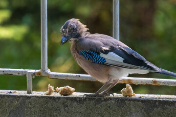 Close-up of eurasian jay perching