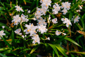 Fringed iris japonica flowers. They grow in clusters in the shade of trees in forests