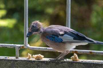 Close-up of eurasian jay perching