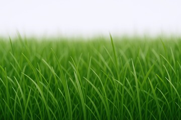 Obraz premium Close up view of lush green grass blades growing in a natural field with soft blurred background.