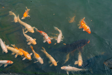 Japan koi fish or Fancy Carp swimming in a black pond fish pond